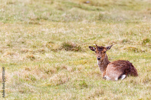 Fallow deer lying down in the grass and looking in to the camera
