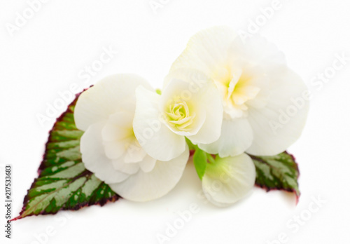 Begonia white flowers.