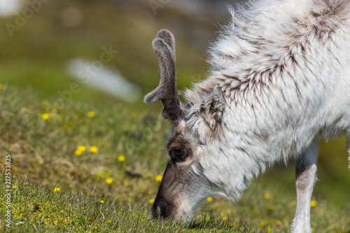side view portrait grazing Svalbard reindeer (rangifer tarandus platyrhynchus)