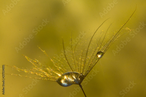 Drop of dew in a Tragopogons parachute photo