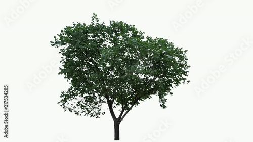 High quality 10bit footage of tree on the wind isolated on white background.  Made from 14bit RAW