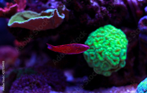Reef safe flasher wrasse in saltwater coral reef aquarium tank