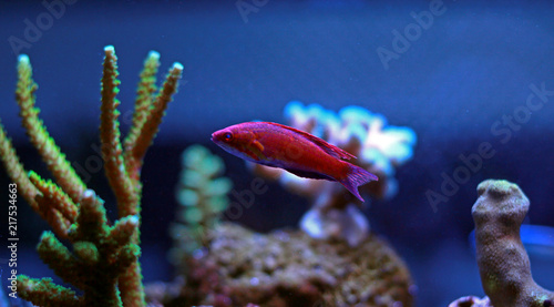 Foto Reef safe flasher wrasse in saltwater coral reef aquarium tank