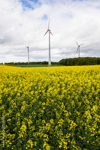 Windmills in rapeseed field. Germany