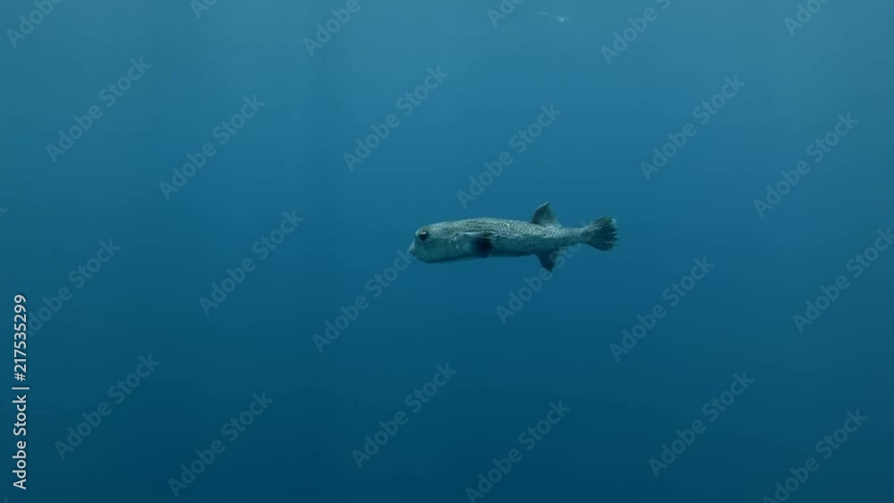 Spotted Porcupine Fish Diodon hystrix swim in the blue water (Underwater shot, 4K / 60fps)
Spotted Porcupine Fish Diodon hystrix swim in the blue water (Underwater shot, 4K / 60fps)
