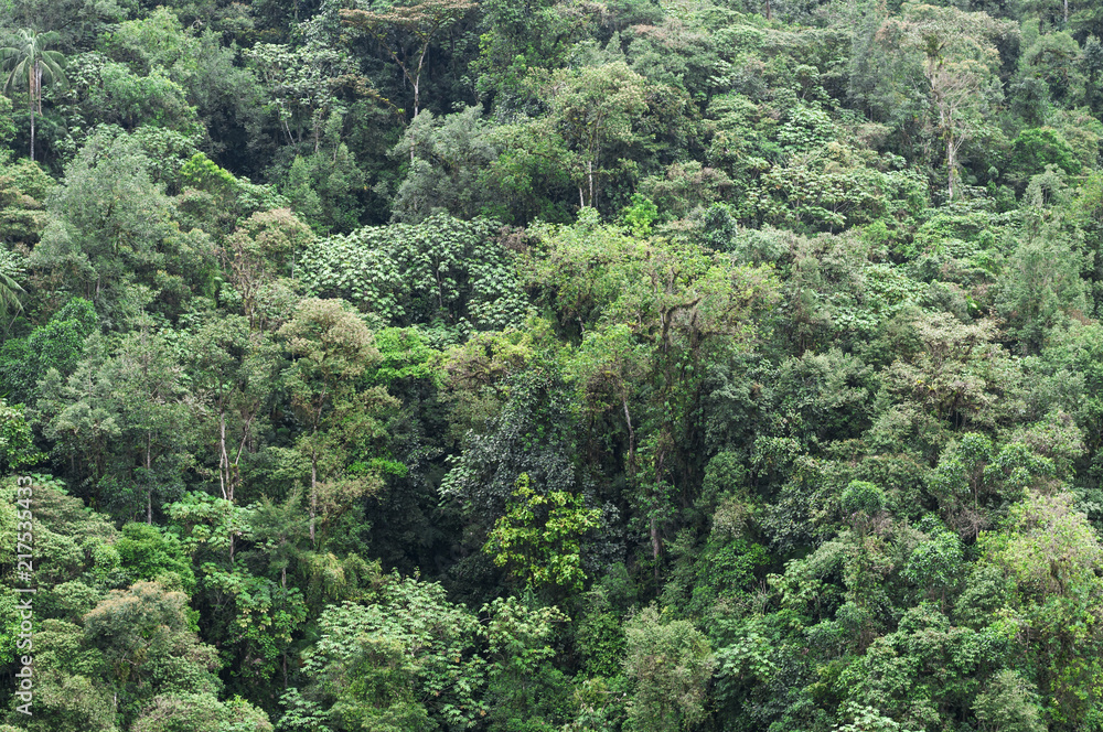 Rainforest in Ecuador / Tropical rainforest in Ecuador.