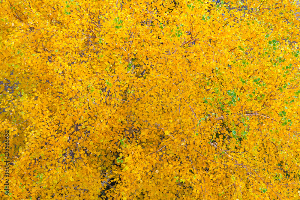 Top view of a yellow autumn foliage on trees as background, texture Top view of a yellow autumn foliage on trees as background, texture