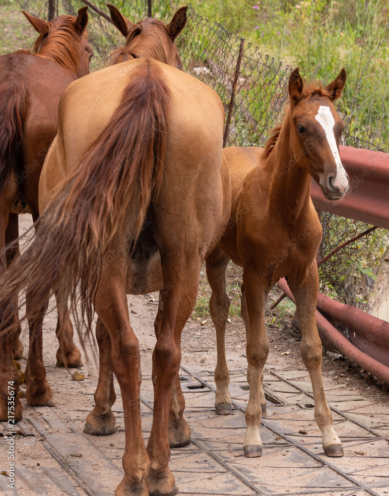 Fototapeta premium a herd of horses on a bridge by the river