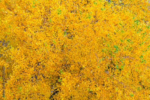 Top view of a yellow autumn foliage on trees as background, texture