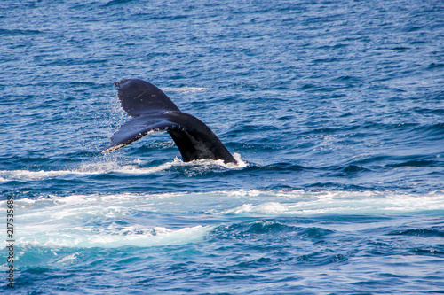 Whale fin coming out of the water of a big whale in front of the coastline of Port Stephens, Australia © Little Adventures