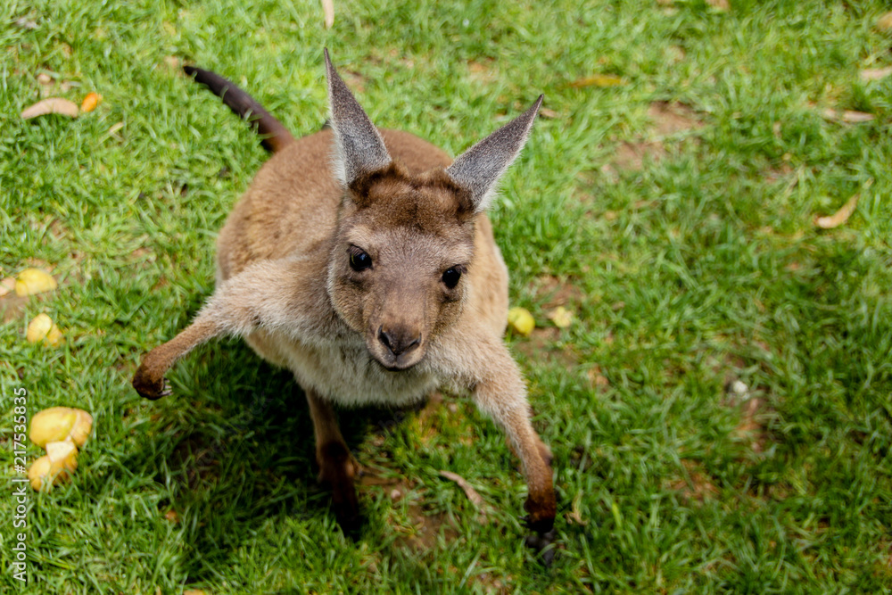 Fototapeta premium Young kangaroo looking up and eating leafs on green grass