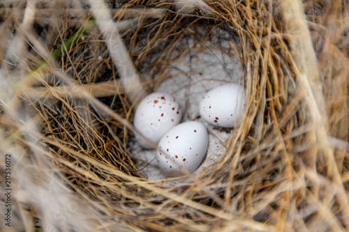 White eggs with brown dots inside a birds nest on the sandy beach of Bay of Fires, Australia