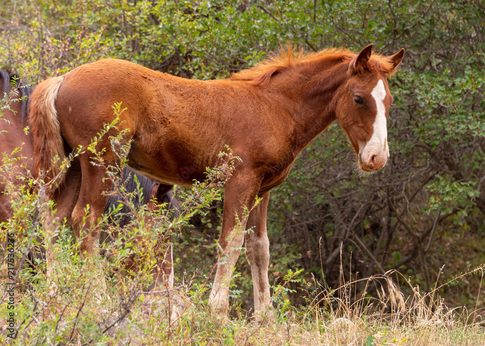 Fototapeta premium a herd of horses in nature