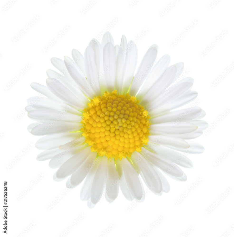 Close-up of small daisy flower (Bellis Perennis ) isolated on white background.