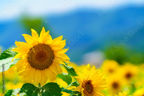 花物語：故郷の夏休み風景