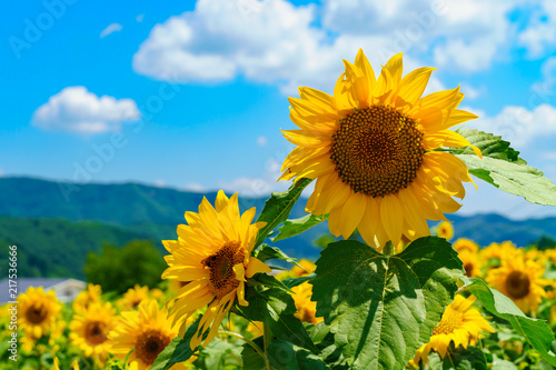 花物語：故郷の夏休み風景