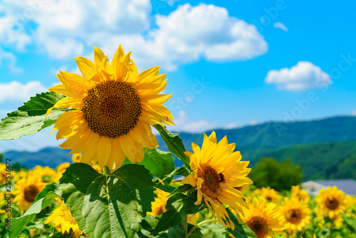 花物語：故郷の夏休み風景
