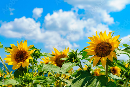 花物語：故郷の夏休み風景