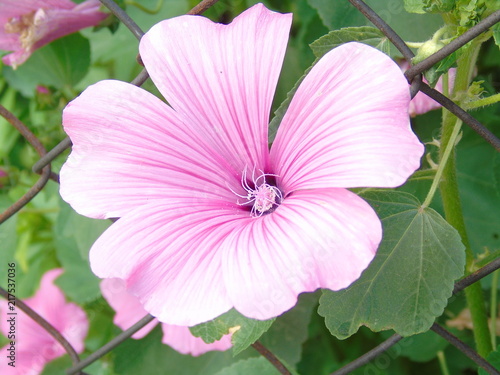 White flower