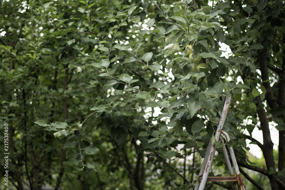 Metal ladder in the garden near the apple tree. Summer, harvesting Metal ladder in the garden near the apple tree. Summer, harvesting