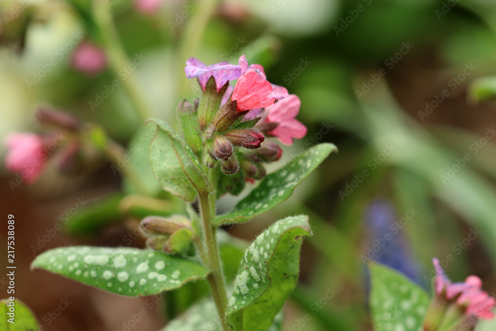 Obraz premium Geflecktes Lungenkraut