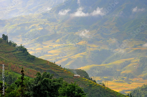 Landscape of golden rice terraced field in harvest season at Sapa in vietnam © YuanChieh