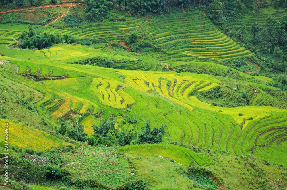 Landscape of golden rice terraced field in harvest season at Sapa in vietnam
