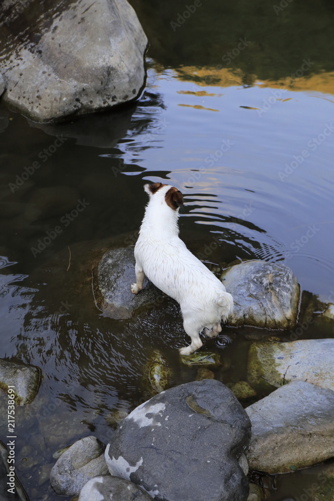 Fototapeta premium Jack Russell Terrier