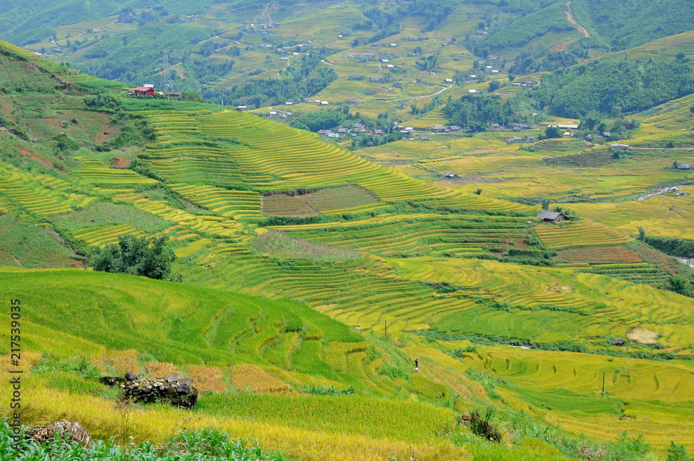 Landscape of golden rice terraced field in harvest season at Sapa in vietnam