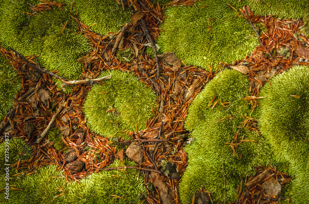 Abstract closeup photo of green moss. Natural backround texture. Ecology concept of clear environment. Taken at spring day at Carpathian mountains, Ukraine