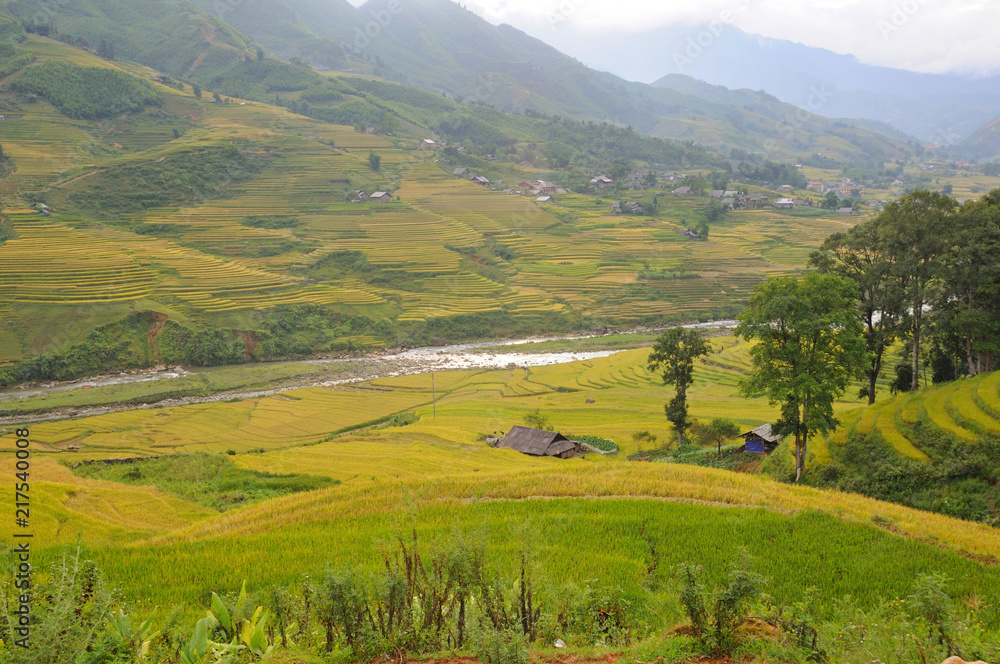 Landscape of golden rice terraced field in harvest season at Sapa in vietnam Landscape of golden rice terraced field in harvest season at Sapa in vietnam
