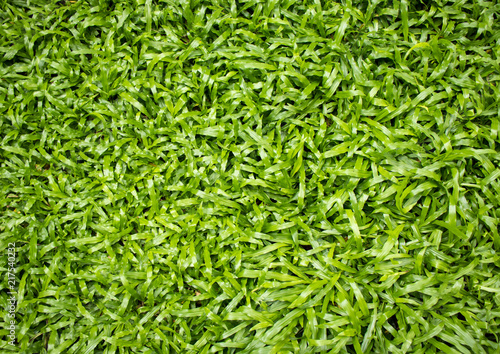 Fresh and green tropical carpet grass for background.