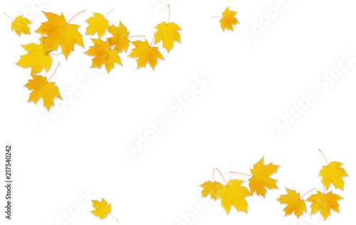 Autumn maple twig with yell...