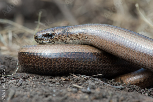 Slow Worm (Anguis fragilis)/Slow Worm discovered under refugia