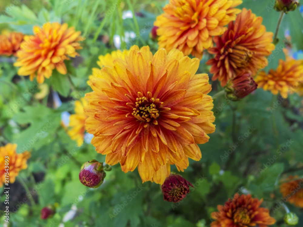 Chrysanthemum flowers. Garden flowers in the garden Chrysanthemum flowers. Garden flowers in the garden