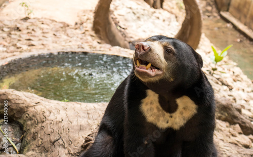 Fototapeta Naklejka Na Ścianę i Meble -  Asian black bear,Ursus thibetanus.
