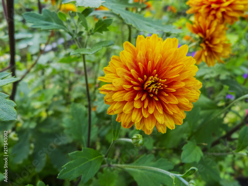 Chrysanthemum flowers. Garden flowers in the garden