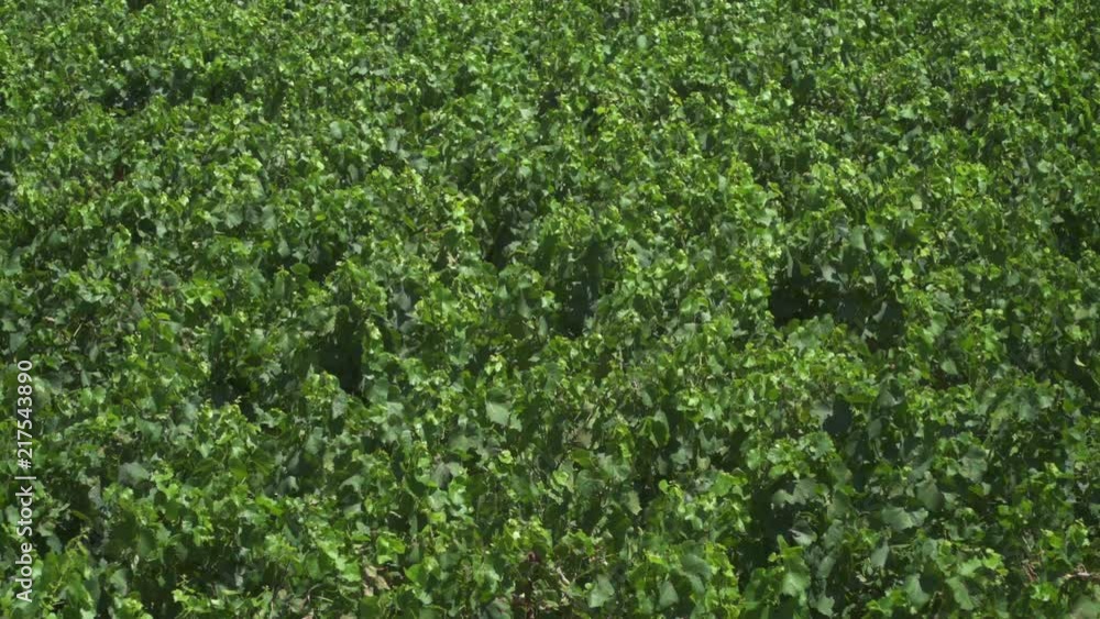 Large vineyard for wine mass production in the Languedoc region in southern France