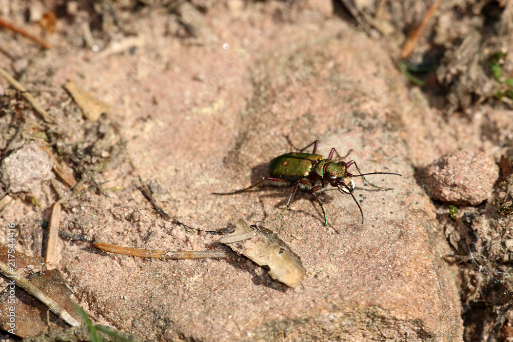 Sandlaufkäfer Sandlaufkäfer