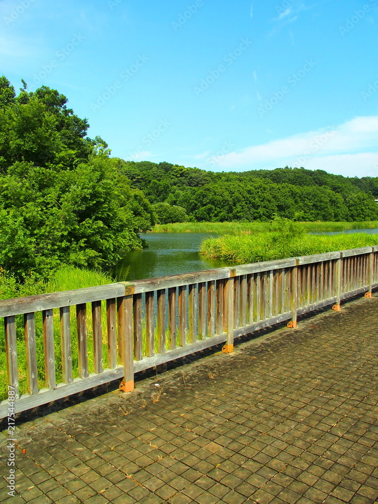 木橋から見た林風景