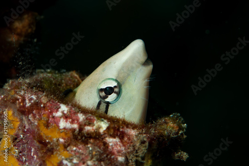 Lance blenny Aspidontus dussumieri photo