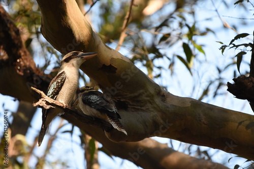 Kookaburra, Kookaburras are terrestrial tree kingfishers of the genus Dacelo native to Australia and New Guinea, which grow to between 28–42 cm in length. The name is a loanword from Wiradjuri guuguub photo