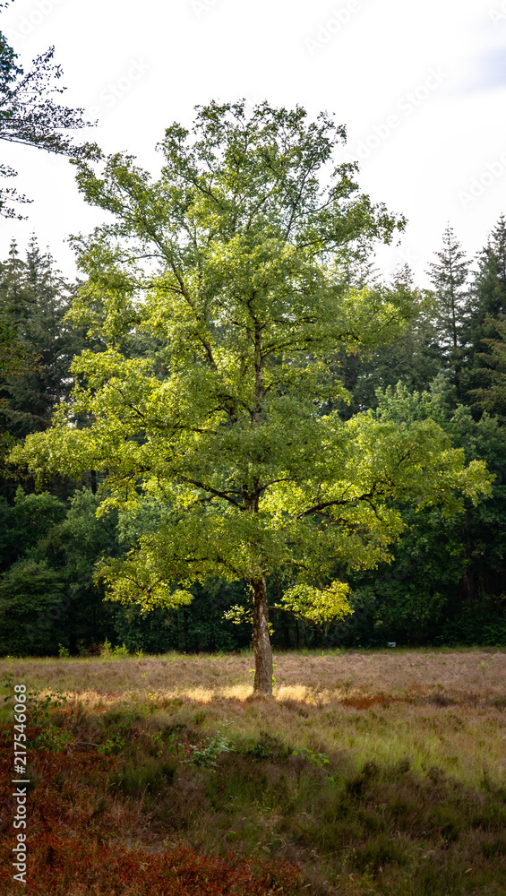 Obraz premium Landscape in dutch forest close to Arnhem