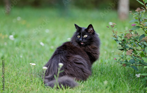 Talkative norwegian forest cat female