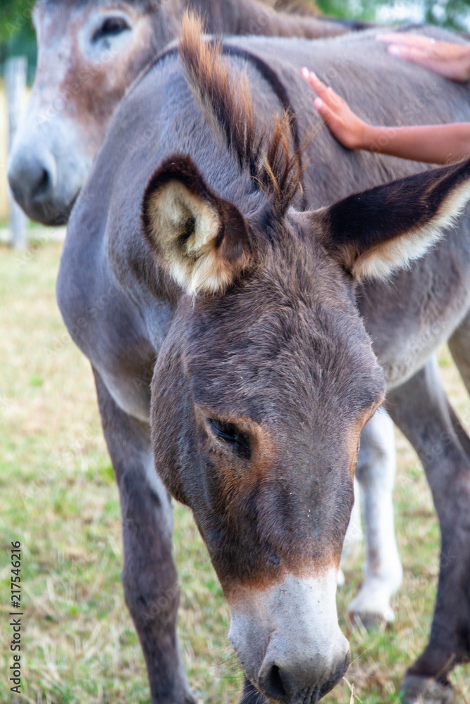 Dutch Donkey in the field