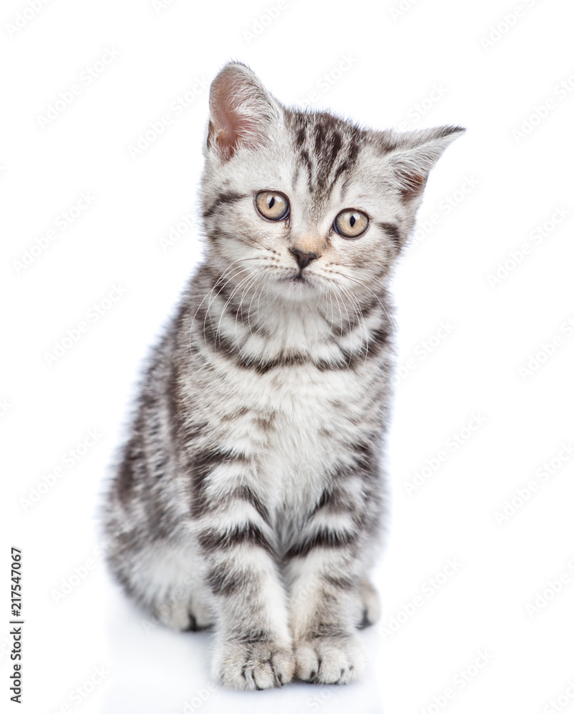 Obraz premium Scottish kitten looking at camera. isolated on white background