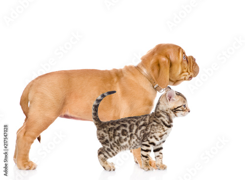 kitten and puppy standing in profile together. isolated on white background