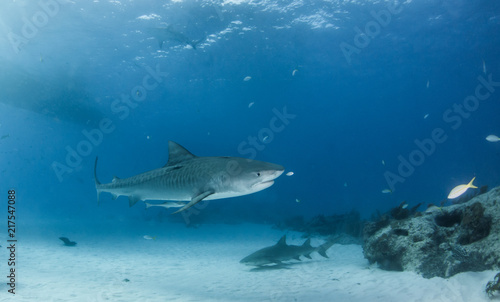 Tiger shark at Tigerbeach, Bahamas © Michael Bogner