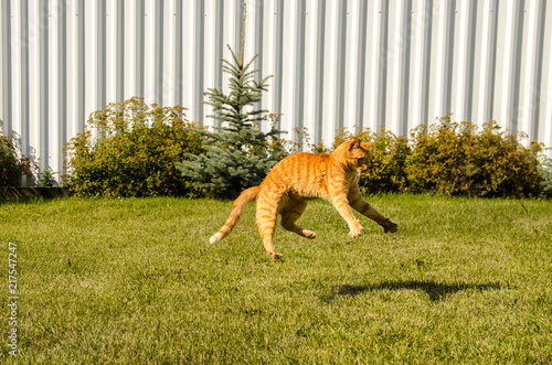 Ginger cat jumps, on a green grass background.
