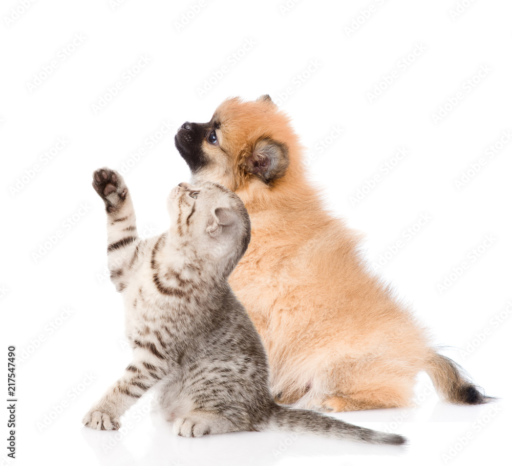 puppy and playful kitten looking up together. isolated on white background